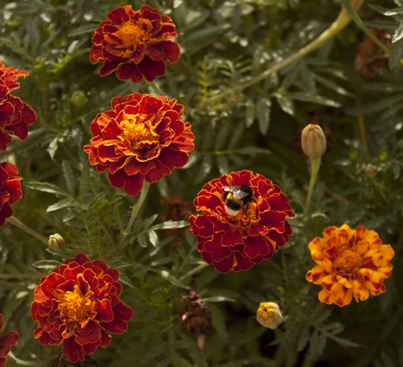 Marigolds (Latin Tagetes). Bumblebee on flowers on a bright sunny dayの写真素材