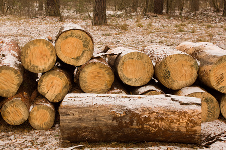 Large sawn timber, powdered with snow piled in a clearing in the woods