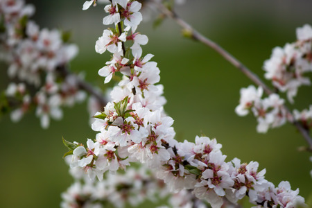 Branch of a blossoming apricot tree on a green backgroundの写真素材