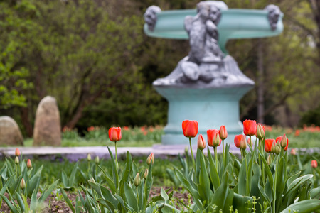 Field of red tulips in the park on a background of non-working fountainの写真素材