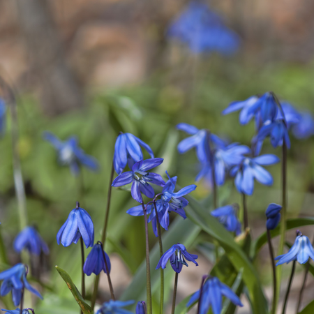Sclera, or Scylla (Latin Scilla) - a genus of low perennial bulbous plantの写真素材