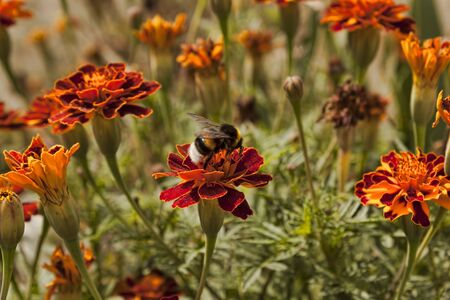 Hairy bumble bee on Tagetes. The flower is also called a velvet or full-bloodedの写真素材