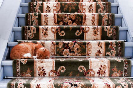 Carpeted staircase leading up. A ginger cat sleeps on the stepsの写真素材