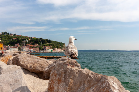 A serene coastal scene featuring a solitary seagull perched gracefully on a rugged rock in the foreground, with the sparkling blue waters of the Adriatic Sea stretching out to the horizonの写真素材