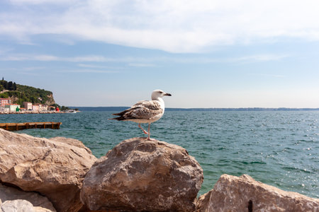 A serene coastal scene featuring a solitary seagull perched gracefully on a rugged rock in the foreground, with the sparkling blue waters of the Adriatic Sea stretching out to the horizonの写真素材