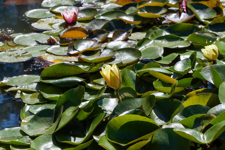 Elegant water lilies in various stages of bloom, with closed buds and partially open flowers, float among numerous lily pads on the serene water of a pondの写真素材