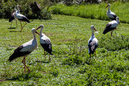A lively gathering of several white storks is captured in a sun-drenched, green meadow. The birds...