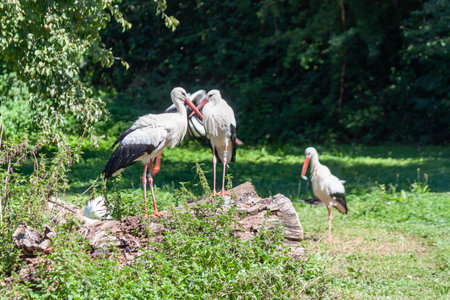 A group of elegant white storks resting and socializing on a fallen log in a sunny, green meadow