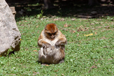 A Barbary macaque is captured in a tender moment as it grooms itself on a sunny, grassy field. This...