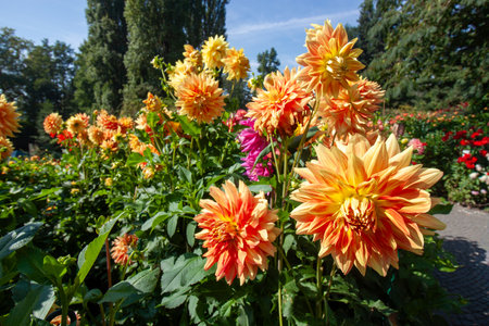 Close-up of beautiful orange and yellow Semi-Cactus Dahlias blooming brightly in the sun, with hints of magenta flowers providing a colorful background contrast in the gardenの写真素材