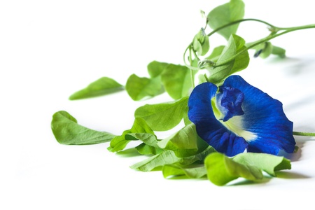 Vine of Butterfly Pea on white background 