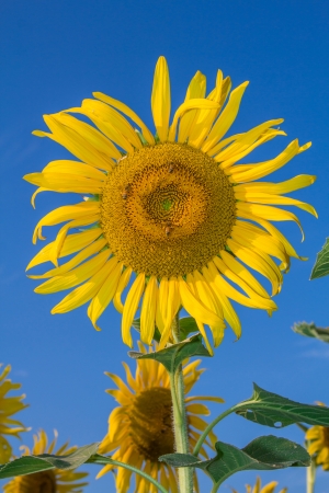 Sunflower in a field with sky background の写真素材