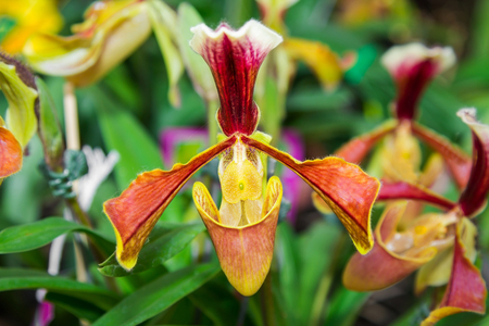 Paphiopedilum Orchid, a genus of the Lady slipper orchid の写真素材