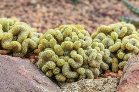 A group of hybrid Mammillaria Cactus.