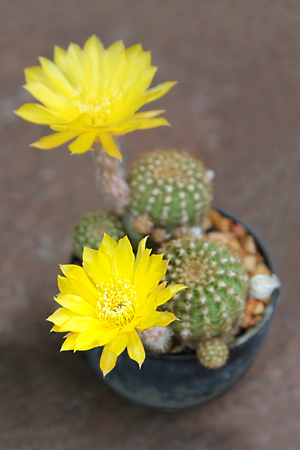 Cactus with yellow flower in a pot.の写真素材