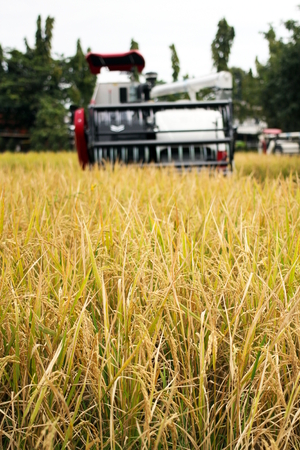 Golden Paddy Rice field harvesting by the combine harvester machine, agriculture.の写真素材