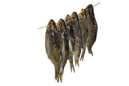 Isolated Dry Roach Fish on the Line.
