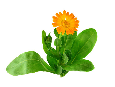 Isolated Marigold Flower. Calendula Officinalis.の写真素材