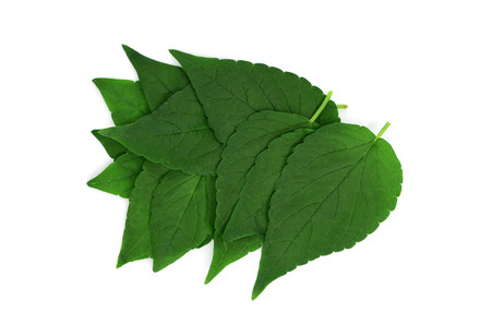 Isolated Anise Hyssop (Agastache Foeniculum) Medicinal Plant Leaves. Also Blue, Fragrant or Lavender...