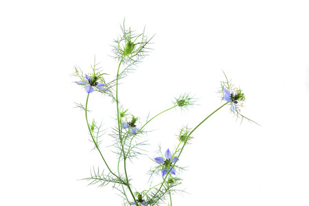 Isolated Nigella Sativa Flower.の写真素材