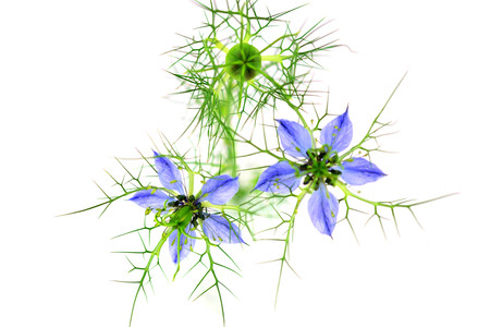 Isolated Nigella Sativa Flower.の写真素材