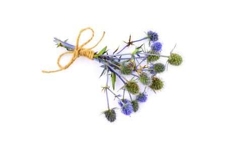 Isolated Eryngium (Eringo) Flower Plant.の写真素材