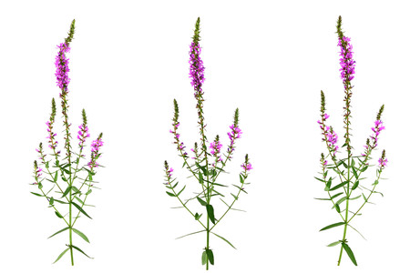Isolated Lythrum Salicaria (Purple Loosestrife) Medicinal Herb Plant. Also Spiked Loosestrife, or Purple Lythrum.の写真素材