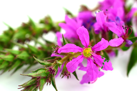 Isolated Lythrum Salicaria (Purple Loosestrife) Medicinal Herb Plant. Also Spiked Loosestrife, or...