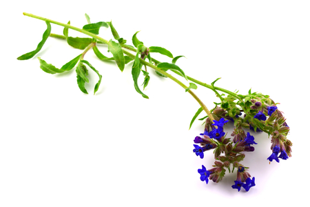 Anchusa Officinalis (Also Common Bugloss or Alkanet) Medicinal Herb Plant. Isolated on White Background.の写真素材