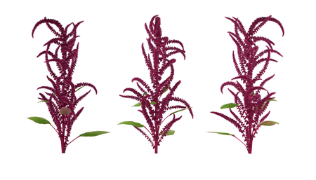 Isolated Amaranth (Amaranthus) Plant.の写真素材