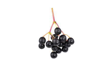 Sambucus (Elder or Elderberry). Isolated on White Background.