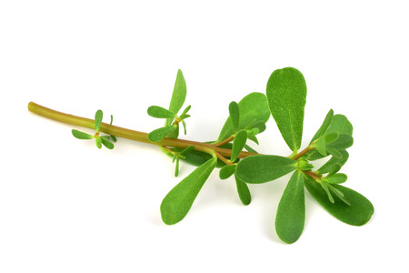 Semizotu or Purslane Traditional European, French, Mexican, Asian and Turkish Salad Snack. Also Wild Portulaca Oleracea, Common Purslane, Verdolaga, Red Root, Pursley. Isolated on White Background.の写真素材