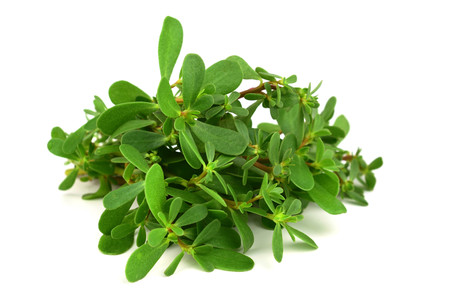 Semizotu or Purslane Traditional European, French, Mexican, Asian and Turkish Salad Snack. Also Wild Portulaca Oleracea, Common Purslane, Verdolaga, Red Root, Pursley. Isolated on White Background.の写真素材