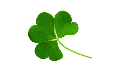 Oxalis Shamrock. Also Wood, Yellow or Pink Sorrel, Woodsorrel, Wood-sorrel, or Sourgrass. Isolated...
