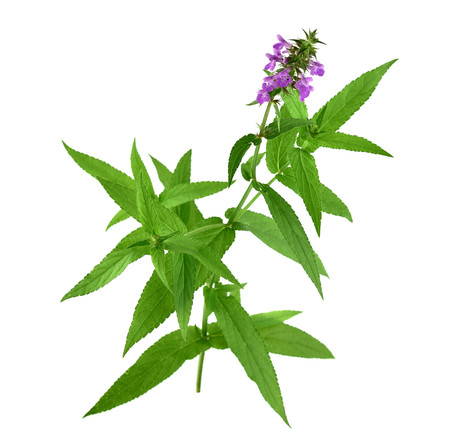 Stachys Medicinal and Culinary Herb Plant. Also Hedgenettle, Heal-All, Self-Heal, Woundwort, Wood...