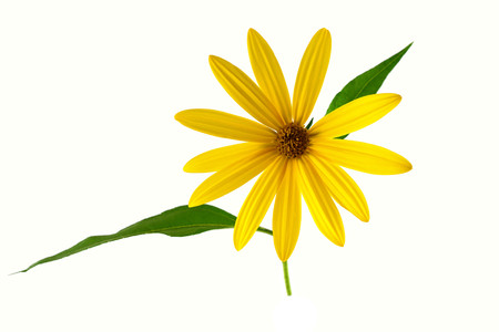 Helianthus Tuberosus Plant. Also Jerusalem Artichoke, Sunroot, Sunchoke, Earth Apple or Topinambour. Isolated on White Background.の写真素材