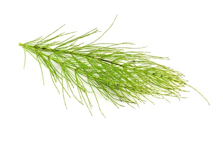 Common Horsetail Medicinal Herb Plant. Also Equisetum Arvense. Isolated on White Background.の写真素材