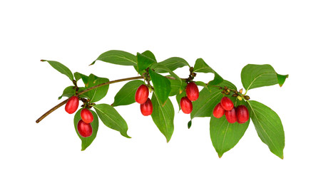 Cornus Culinary and Medicinal Herb Plant. Also Cornelian Cherry, European Cornel or Cornelian Cherry Dogwood. Isolated on White Background.の写真素材