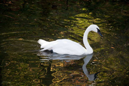 Trumpet swan swimming in autumn with colorful reflectionの写真素材