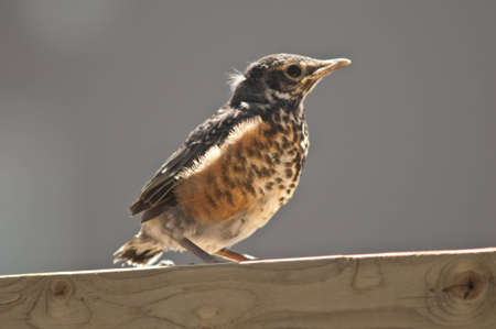 Young robin in springtime sitting on a fence topの写真素材