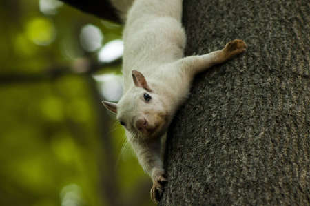 A non-albino white squirrel hanging from a tree in Exeter, Ontario Canadaの写真素材