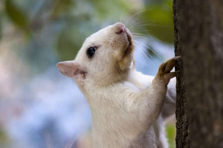 A close-up of a white squirrel climbing the trunk of a treeの写真素材