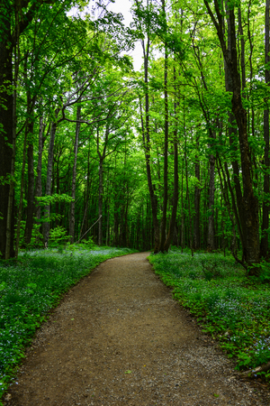 The way leads straight ahead through the forest under the leaves roof.の写真素材