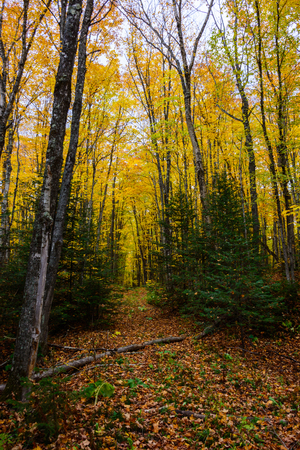 Forest hiking trail in Pictured Rocks National Lakeshore, Munising, MI, USA. Autumn forest with coloful trees.の写真素材