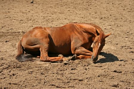 A brown horse lying on the sandの写真素材