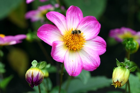 A honeybee on a bright pink and white dahlia in a garden