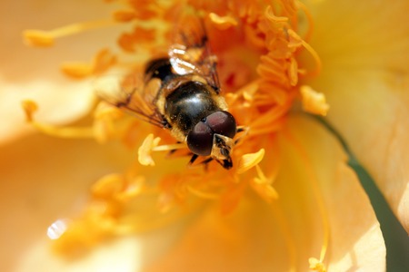 Honey bee with big eyes on a yellow flowerの写真素材