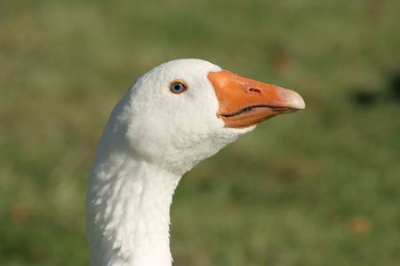 White goose with blue eyes in a meadowの写真素材