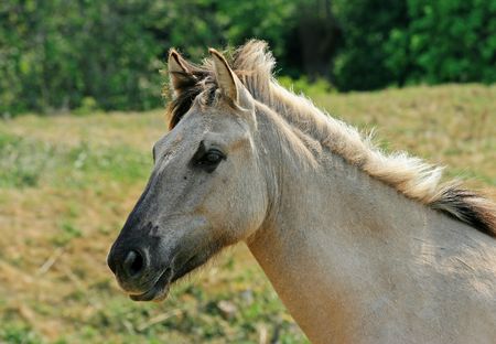 Semi-wild brown Konik horse in a meadowの写真素材