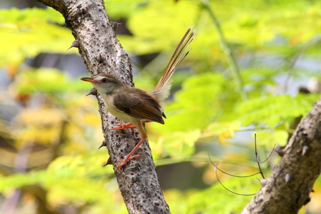 Plain prinia, lovely bird on branchの写真素材